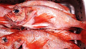 Acadian Redfish Recipe